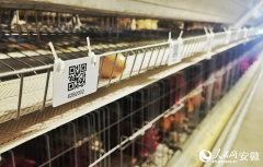 安徽向前丨六安霍邱：智创合做 集群进沪